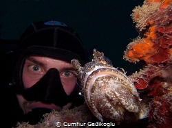 Scorpaena porcus
Somebody is watching me by Cumhur Gedikoglu 